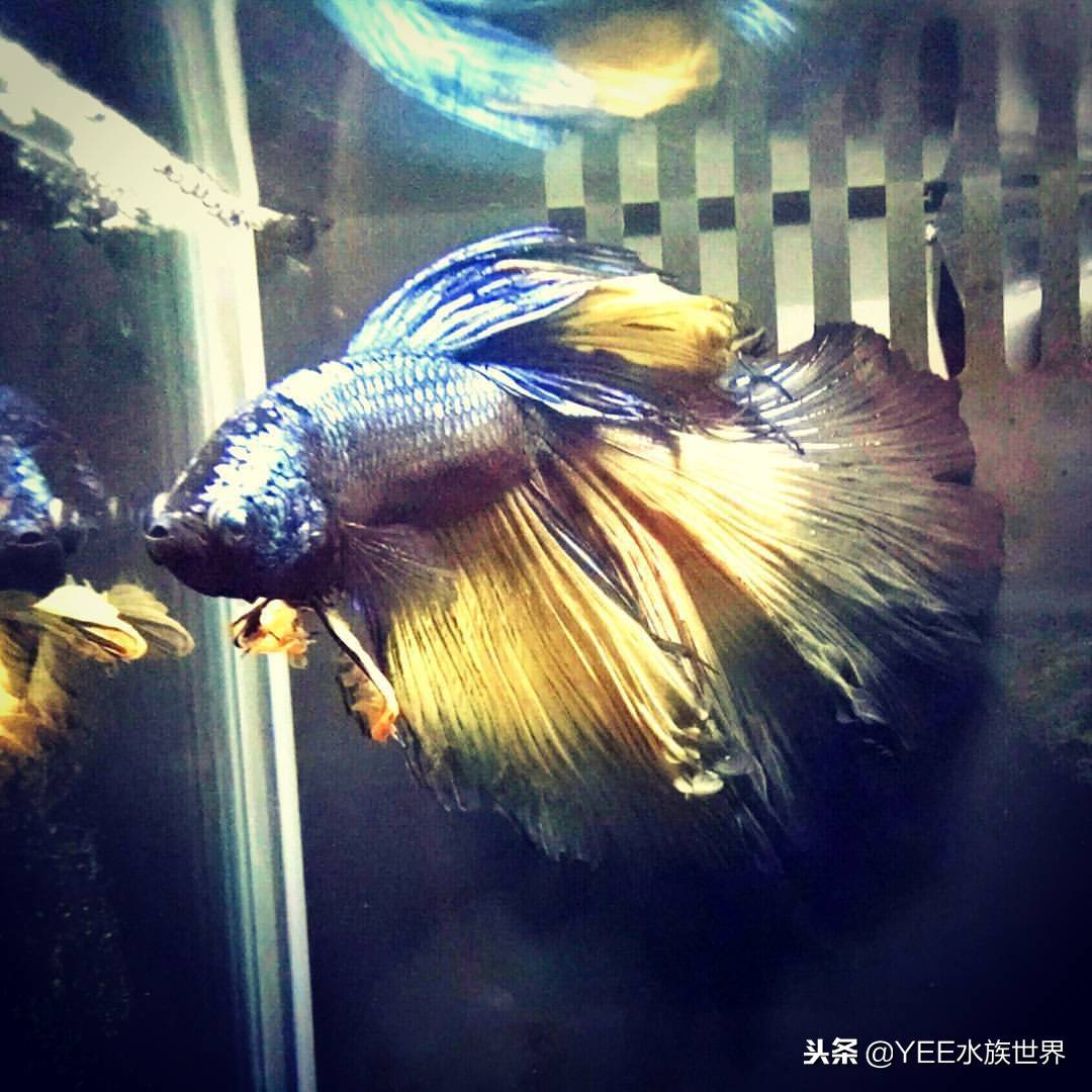 怕什么来什么，鱼在秋冬季得肠炎怎么办？