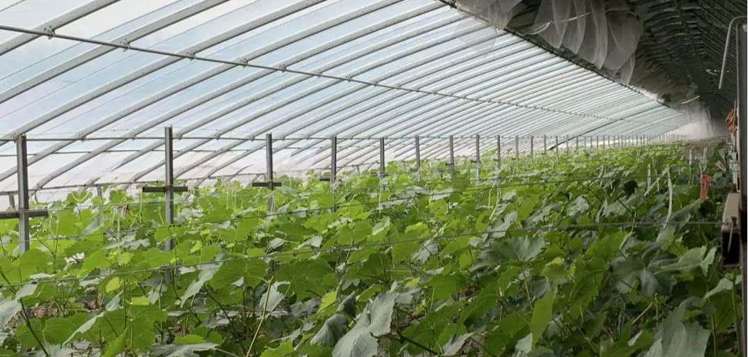 天津武清区泗村店镇防控不松劲、春耕不误时