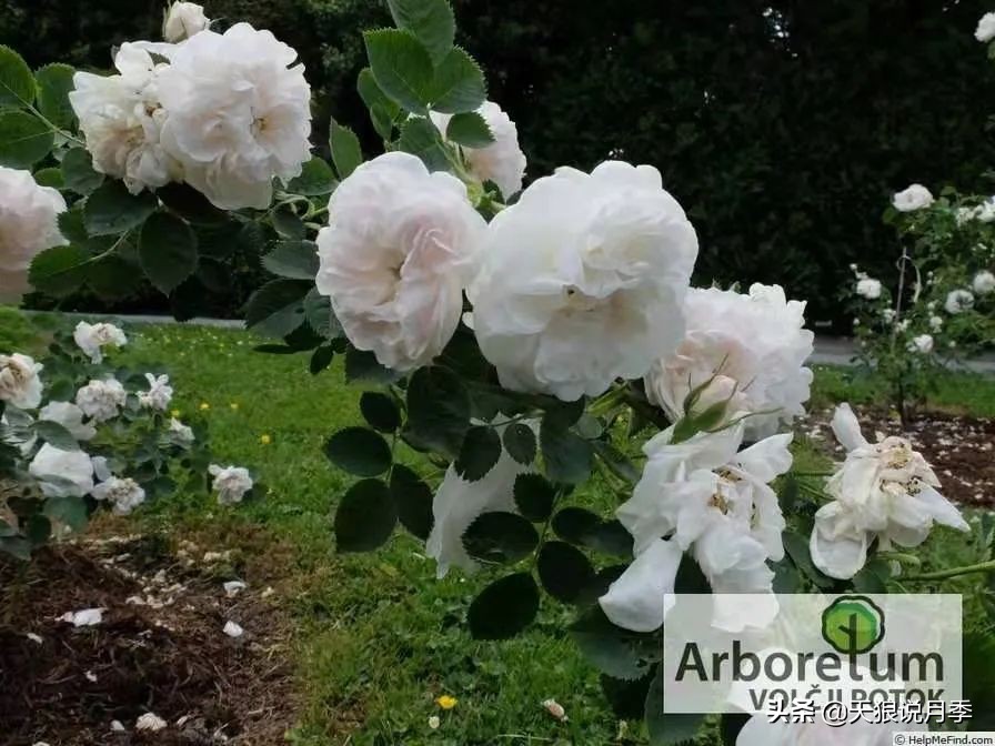 怦然心动的万人迷月季，原来从它而来（二）