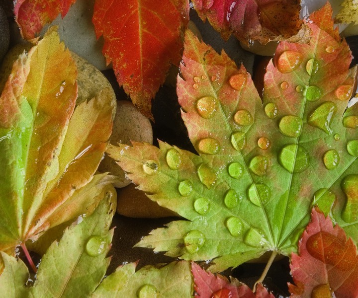 积极的情绪给人带来的好处,一个稳定的情绪和良好的态度