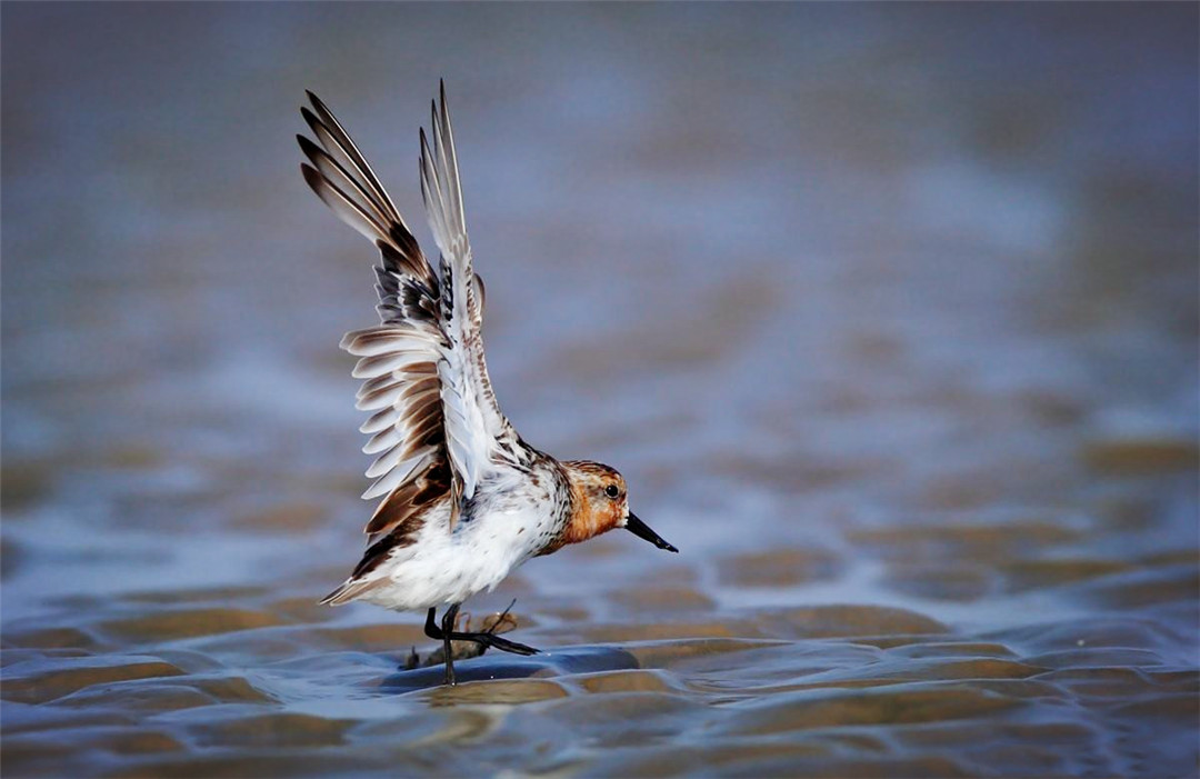 温州湾出现呆萌鸟，随地挖个坑就是“家”，总把嘴巴插入软泥里