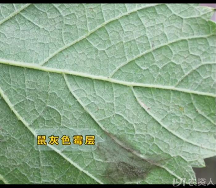 葡萄8月管理,葡萄八月的霜霉防治