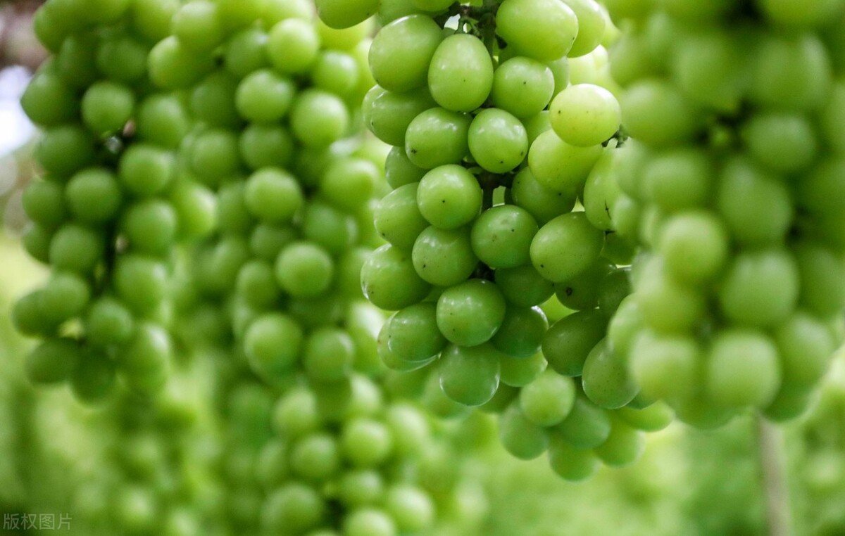 绿色产品认证找哪家机构,绿色食品品牌由哪个部门认证