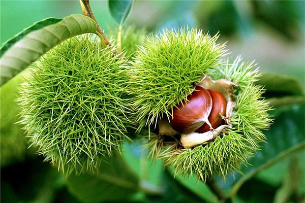 100万斤板栗滞销,板栗卖不动有什么好办法