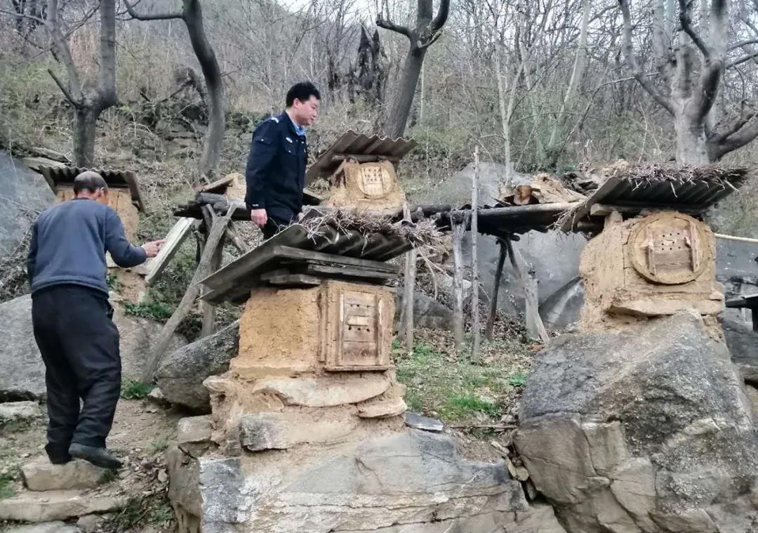 深山看猴记,深山看茶叶视频