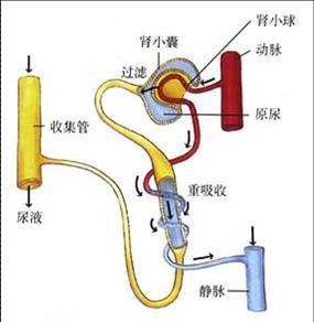 生物期中考试七年级下册知识点,生物七年级下册心脏知识点归纳