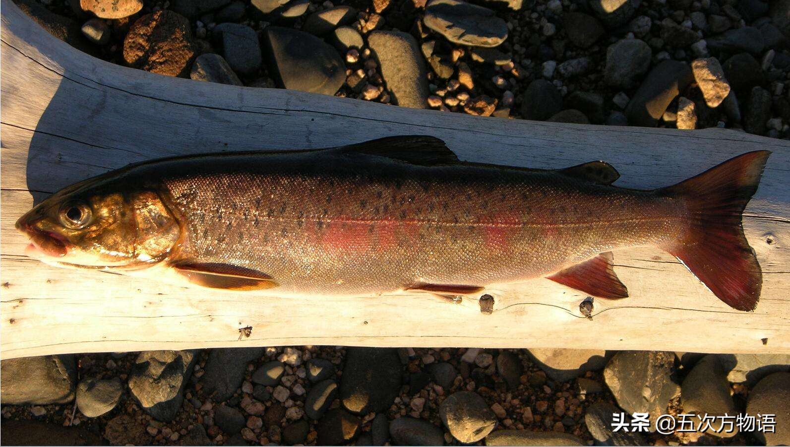 黑龙江营养价值最高的鱼,黑龙江肉多刺少又好吃的鱼