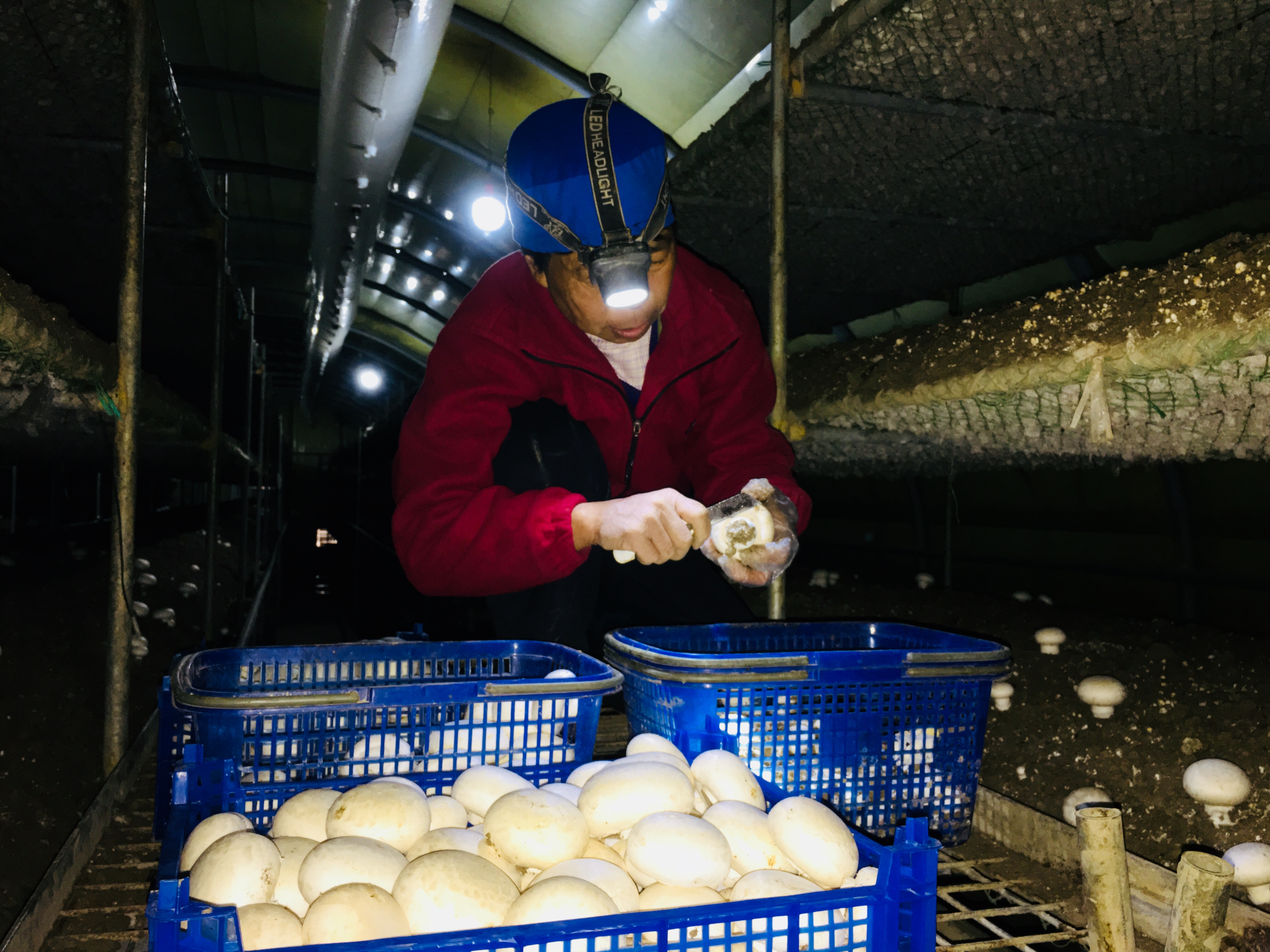 菌菇种植促乡村振兴,河北食用菌产业撑起群众致富伞