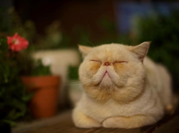 猫难养吗,猫难养么