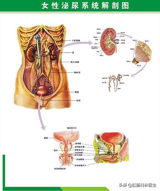 疫情下如何有效防治女性尿道炎？