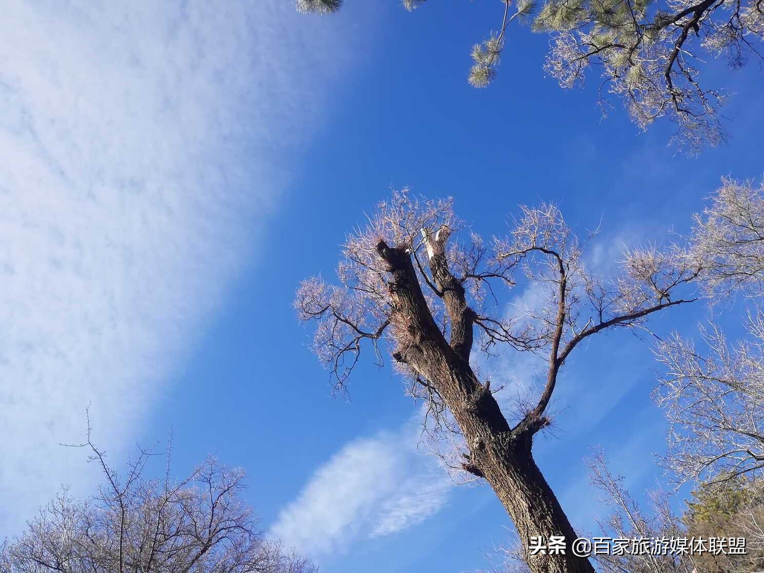 布达拉宫和罗布林卡的区别,罗布林卡和大昭寺