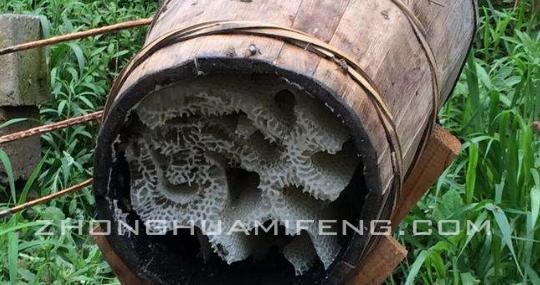 及时挽救散团的越冬蜂：张河勇