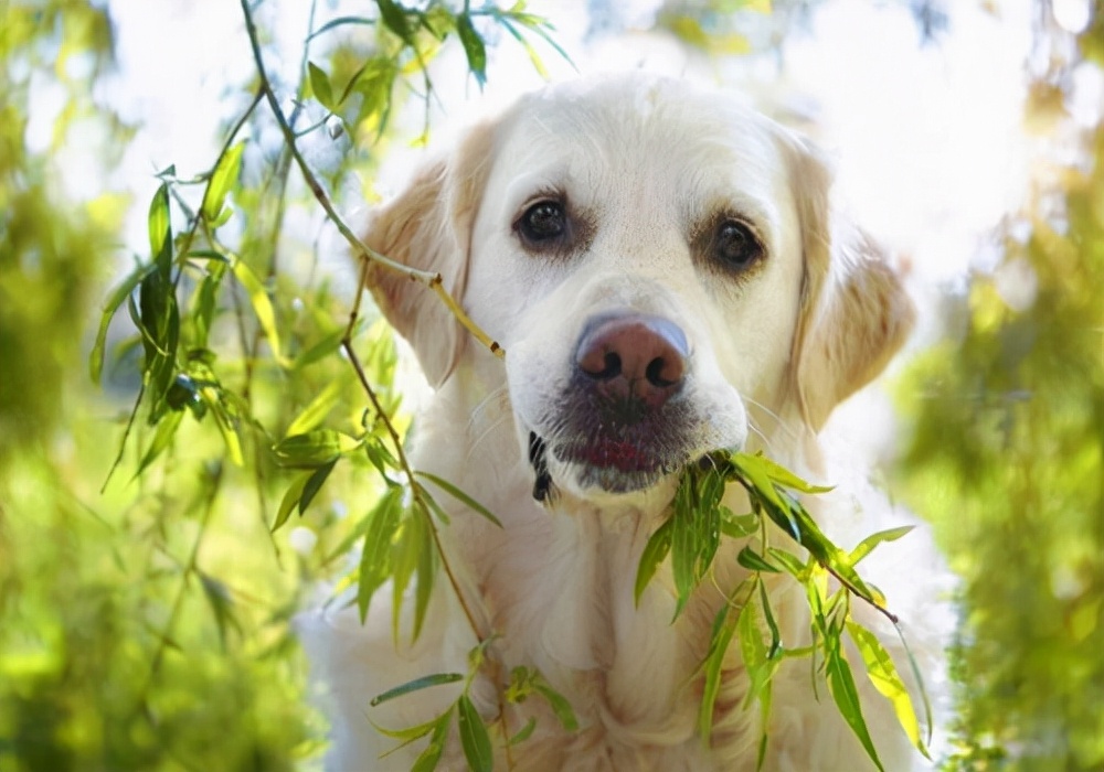 发炎的护理方法：狗狗伤口化脓了用什么药，会好得快一点？