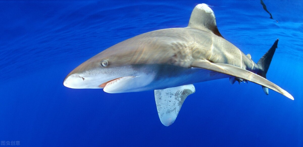 如果你在游泳的时候遇到巨齿鲨,如果你在游泳时遇到鲨鱼袭击你