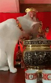 猫咪咬人怎么区分真咬假咬,猫咪如果经常咬你的手怎么办