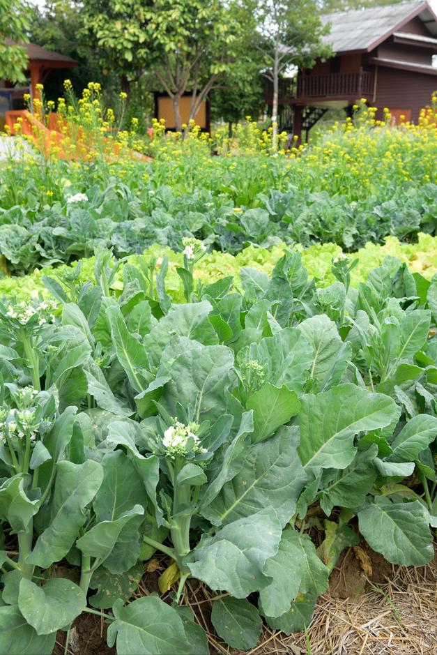 叶菜品类表,叶菜类一览表