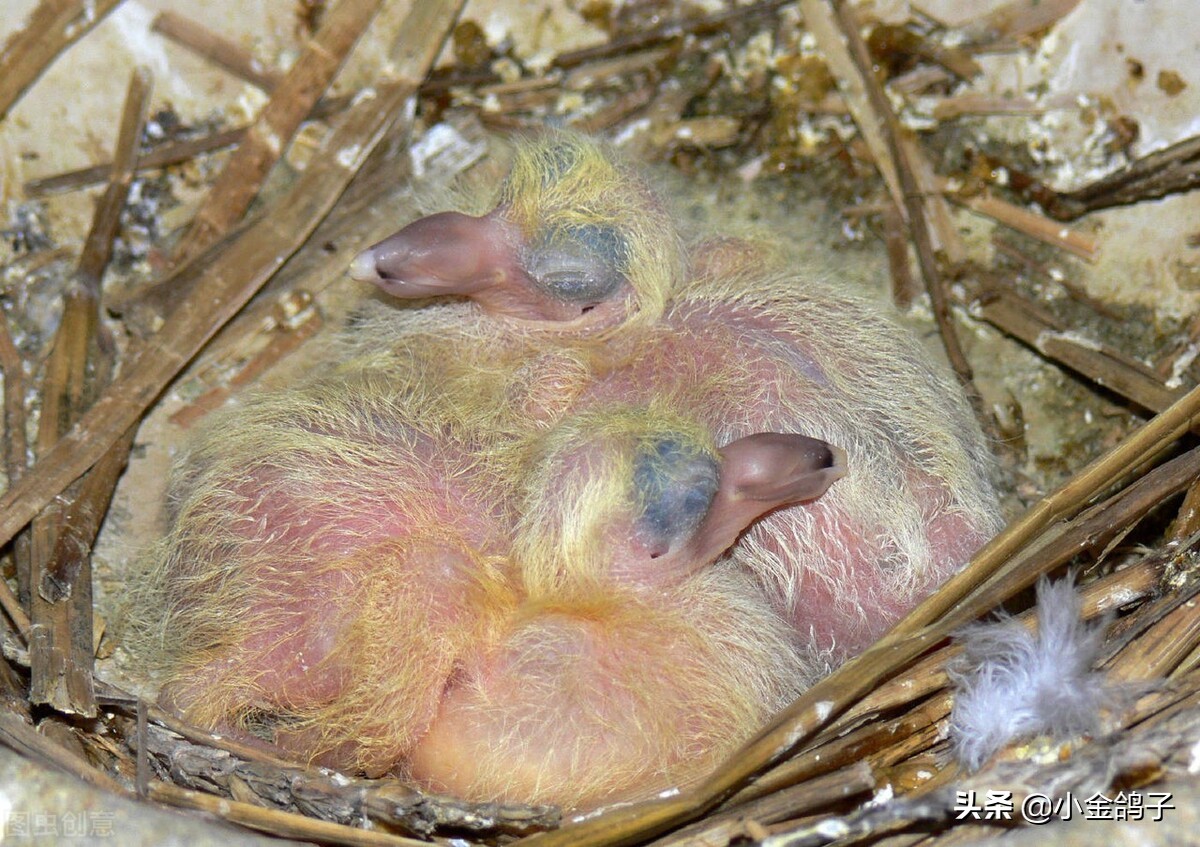 新手如何让刚买回来的鸽子家飞,新手鸽友怎么给鸽子开家
