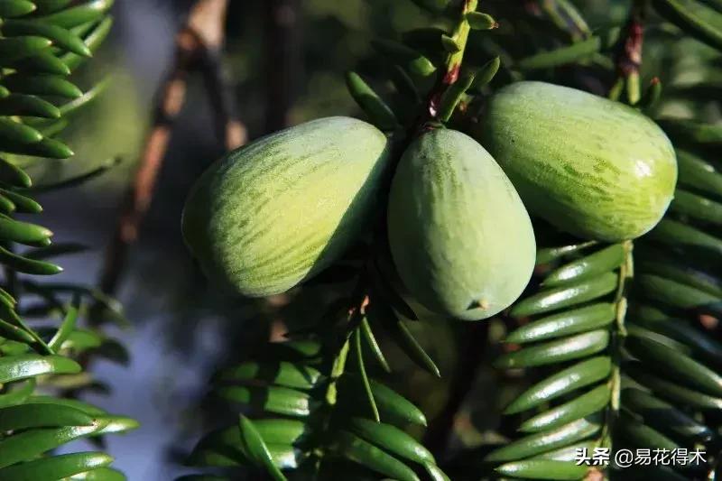 香榧、榧树的区别辨识与市场现状