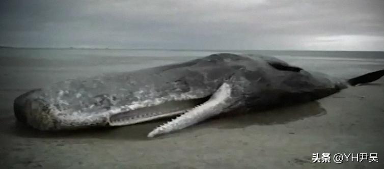 1998年美国海岸大批生物突发异样，专家共同侦查，真凶竟是天气