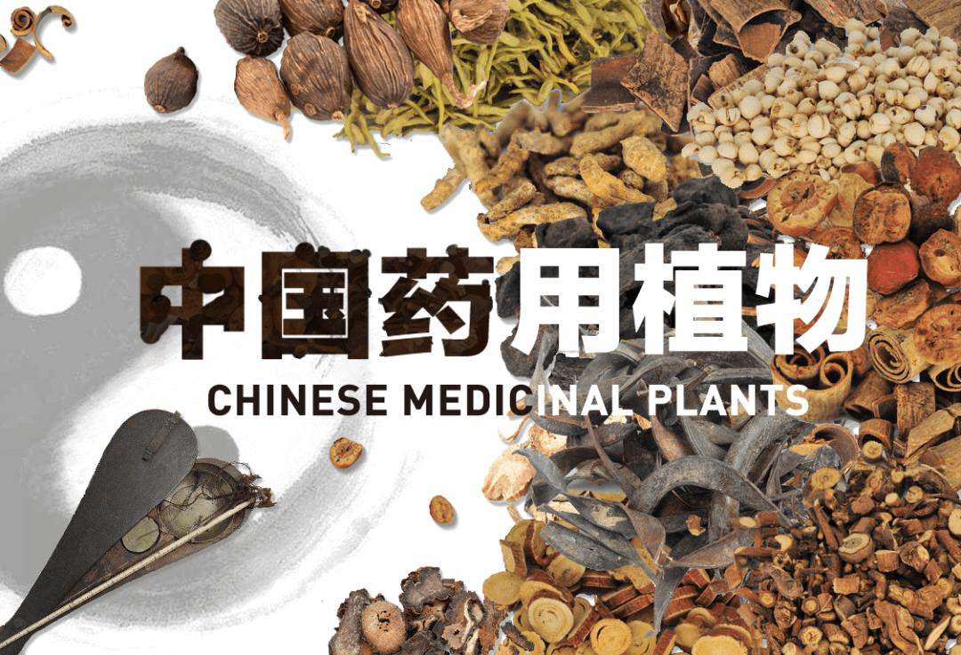 野生草苁蓉图片和用途,草苁蓉在历史上名贵中草药