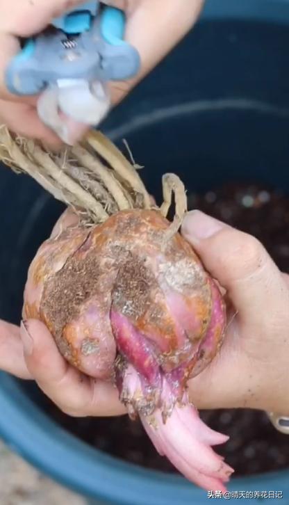 种百合怎么让它多长花苞,教你种百合