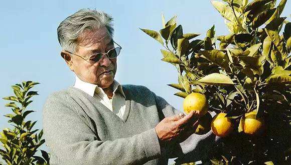 褚橙营销现状及案例分析,褚橙的销量2个亿是真的吗