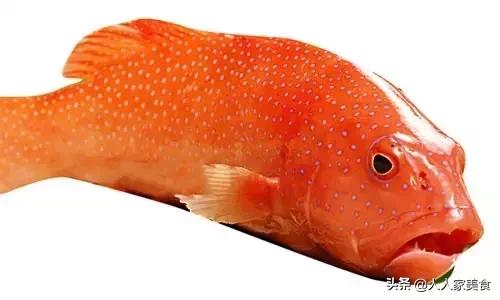 最好的十种石斑鱼,最漂亮的几种石斑鱼