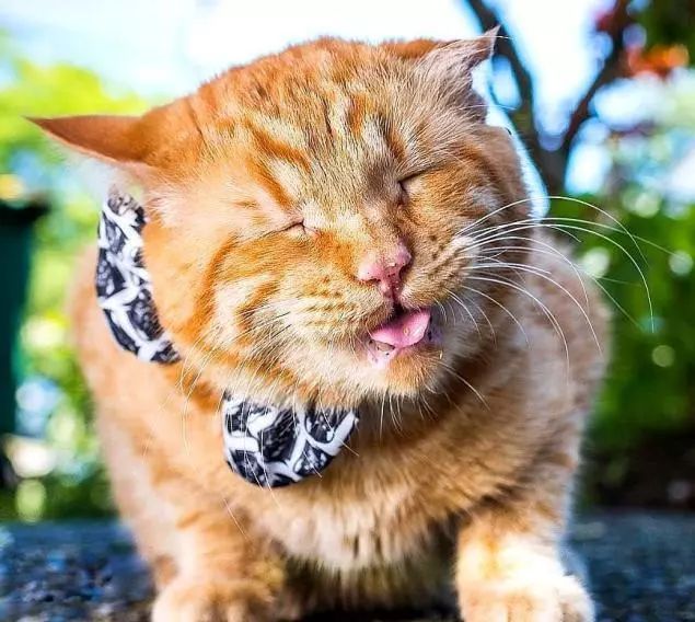 苦瓜脸的喵星人,苦瓜脸猫咪