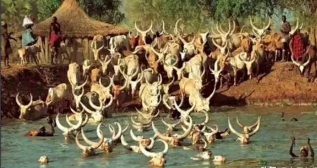 南苏丹丁卡族人平时吃什么,南苏丹卡丁族