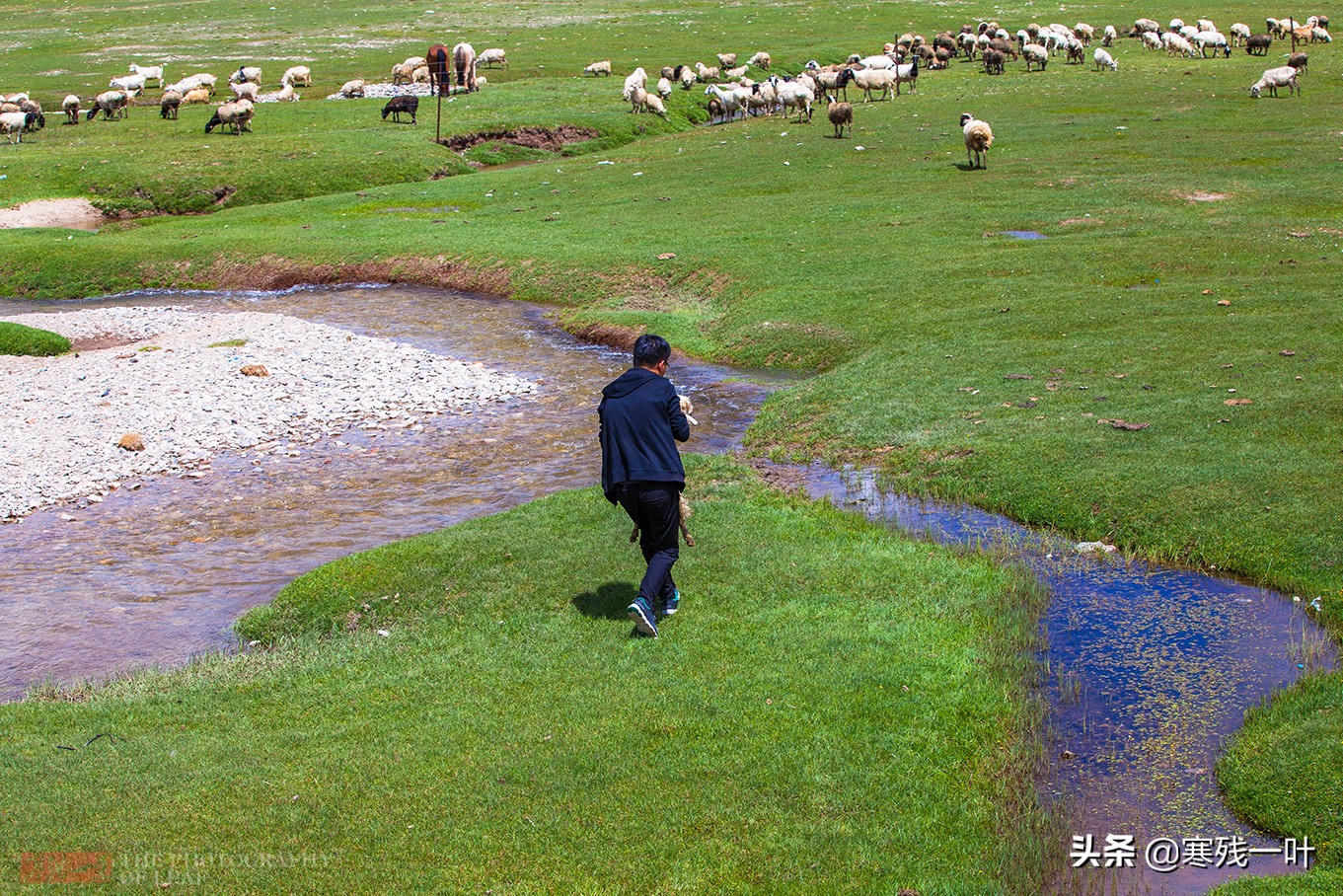 自驾*疆新**，路上撞到一只羊该怎么办？这位小哥的举动给我上了一课