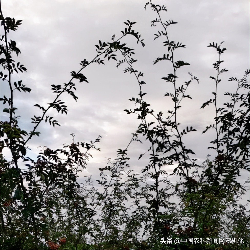 摘花椒的技术视频,花椒采摘时是直接采摘还是剪枝