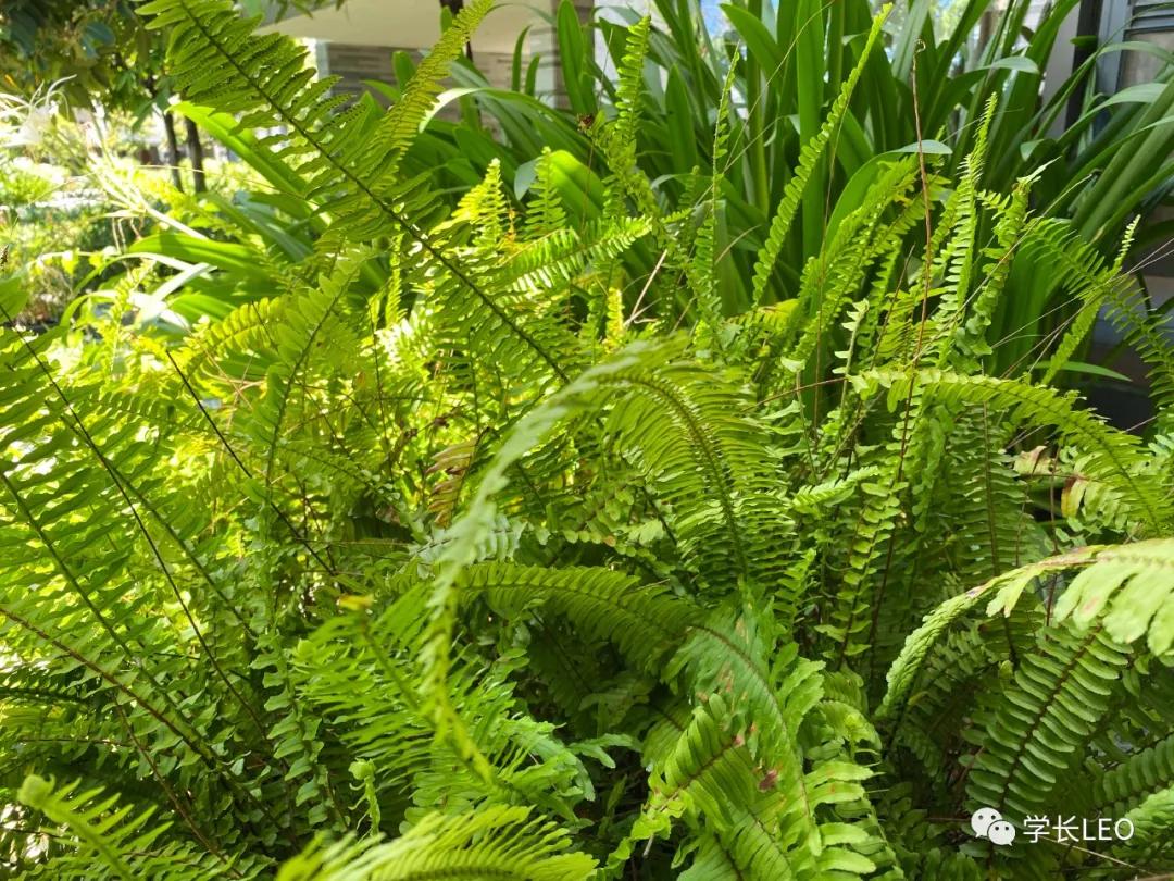 哈佛学长碎碎念：夏天就应该去海边，南方的海有多美？