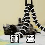 如何让猫咪知道铲屎官生气了,猫咪生气该怎么办
