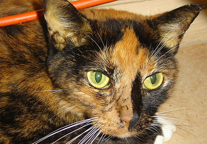 猫咪突然休克,猫咪突然抽搐休克直接失去心跳