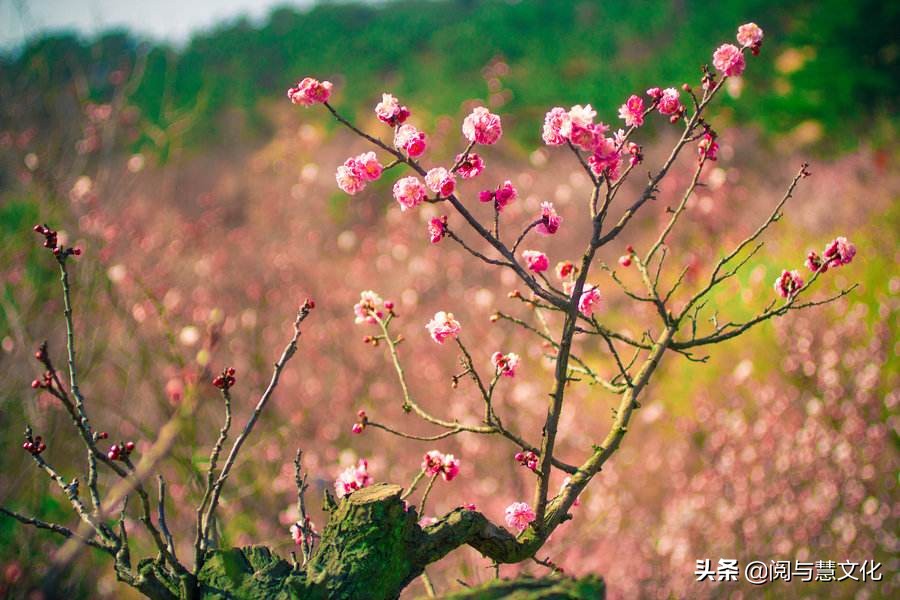 寸草心报得三春晖修辞方法,谁言寸草心报得三春晖的修辞方法