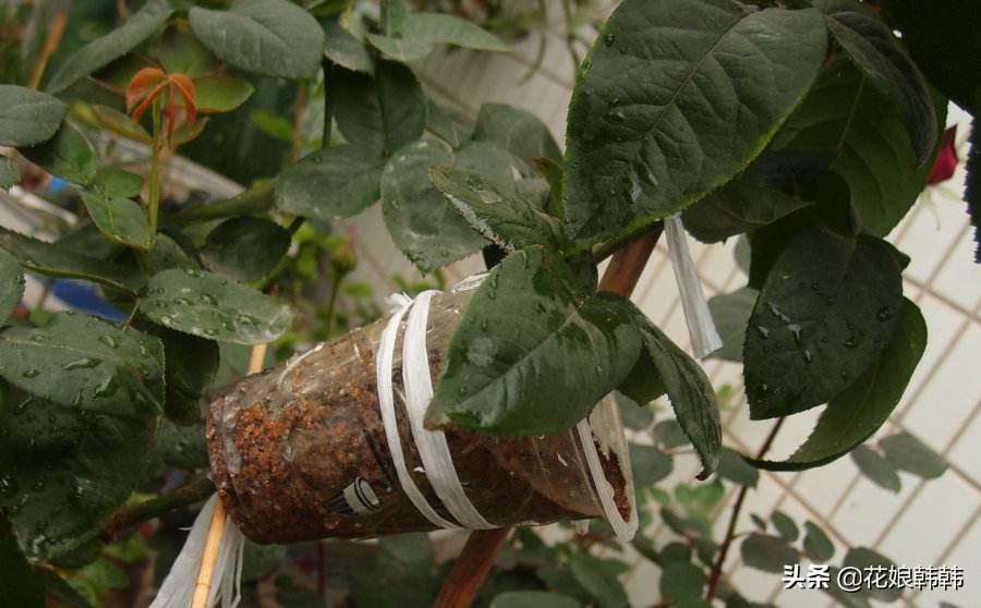 扦插三角梅生根的温度和湿度要求,扦插繁殖多少度温度合适