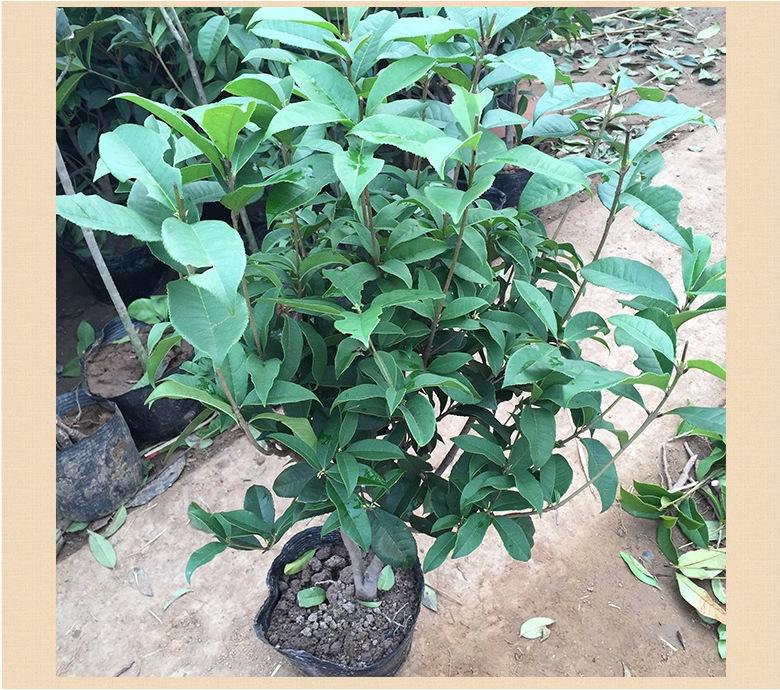 桂花怎么换盆注意事项,桂花换盆需要注意什么