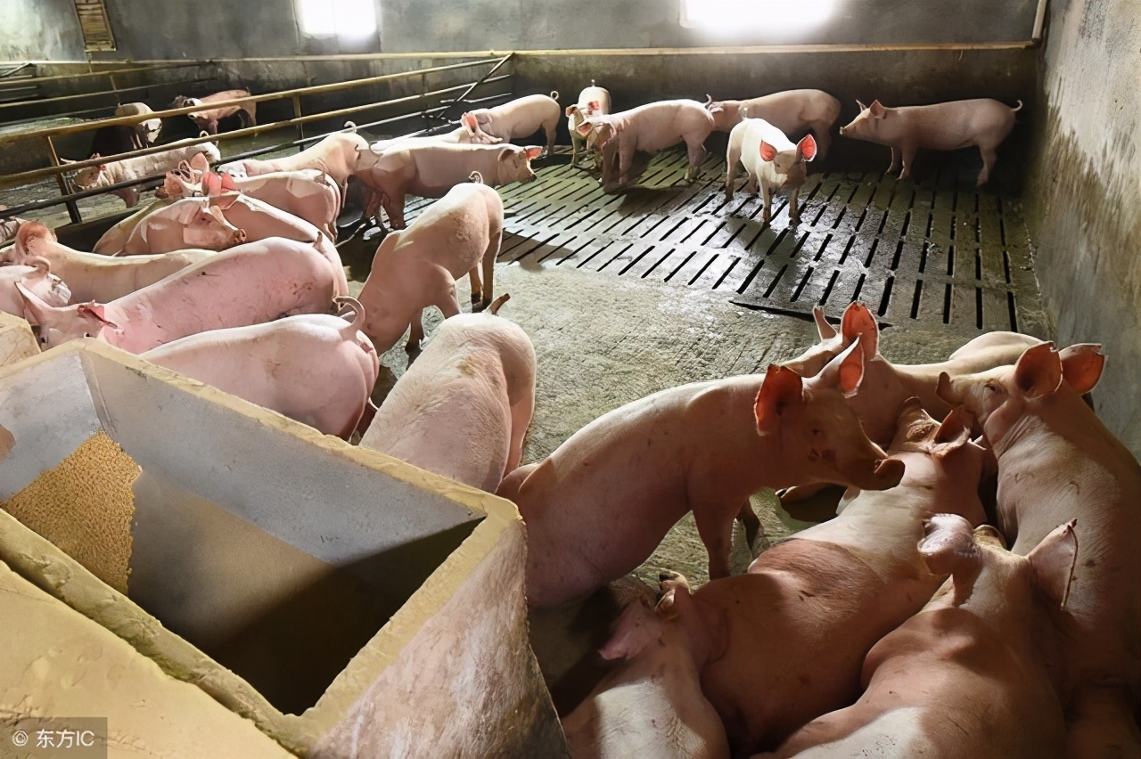 母猪断奶迟迟没动,母猪断奶10多天不返情