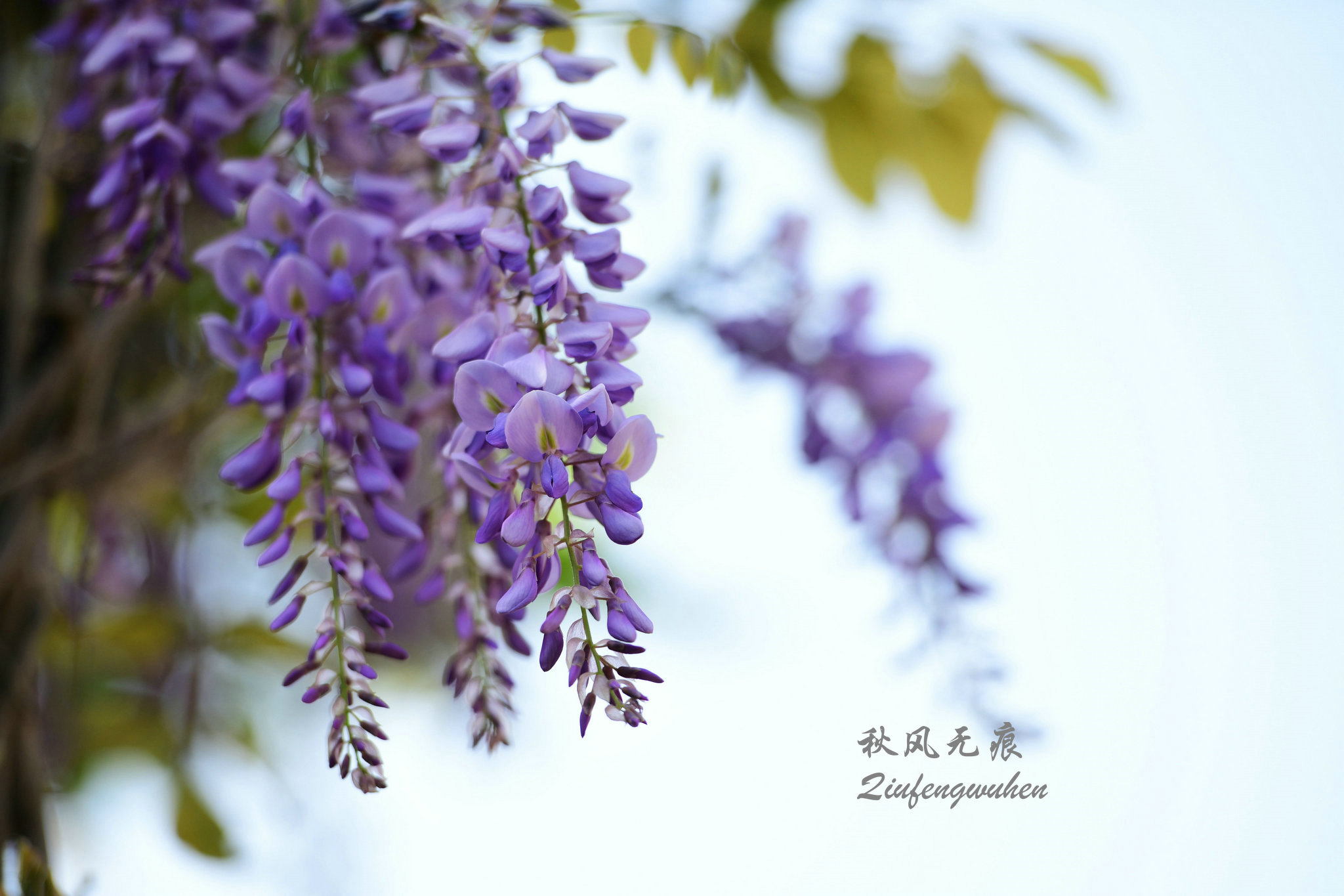 四月的春风西安,四月春风里的樱花