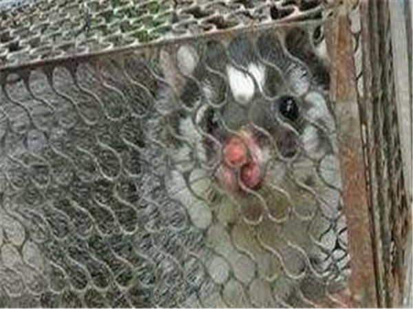 消灭老鼠最有效方法怎么灭大老鼠,灭地老鼠最有效的方法