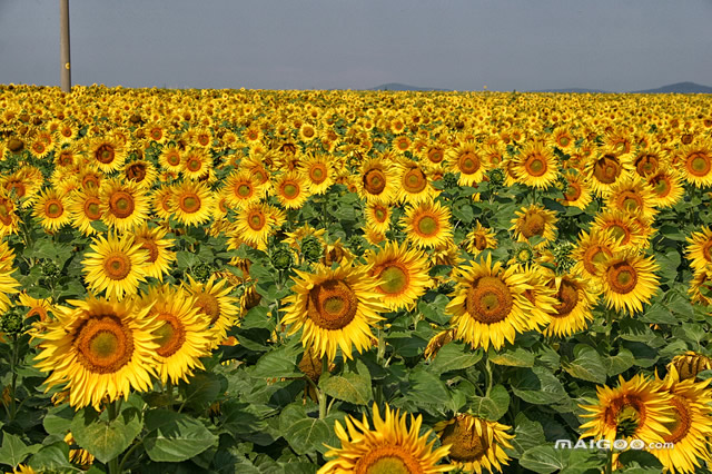 广东多地迎最美赏花季,广东十大热门赏花地