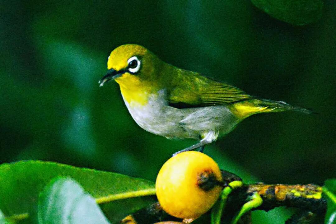 绣眼鸟叫声,绣眼鸟的视频欣赏