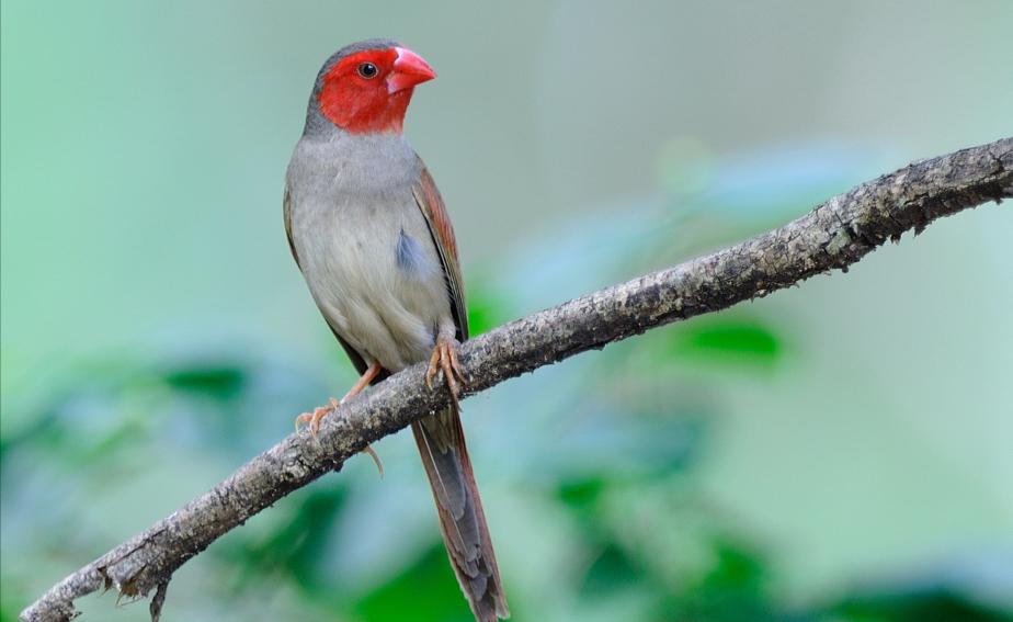 东江揽胜,惠州淡水常见鸟类图谱