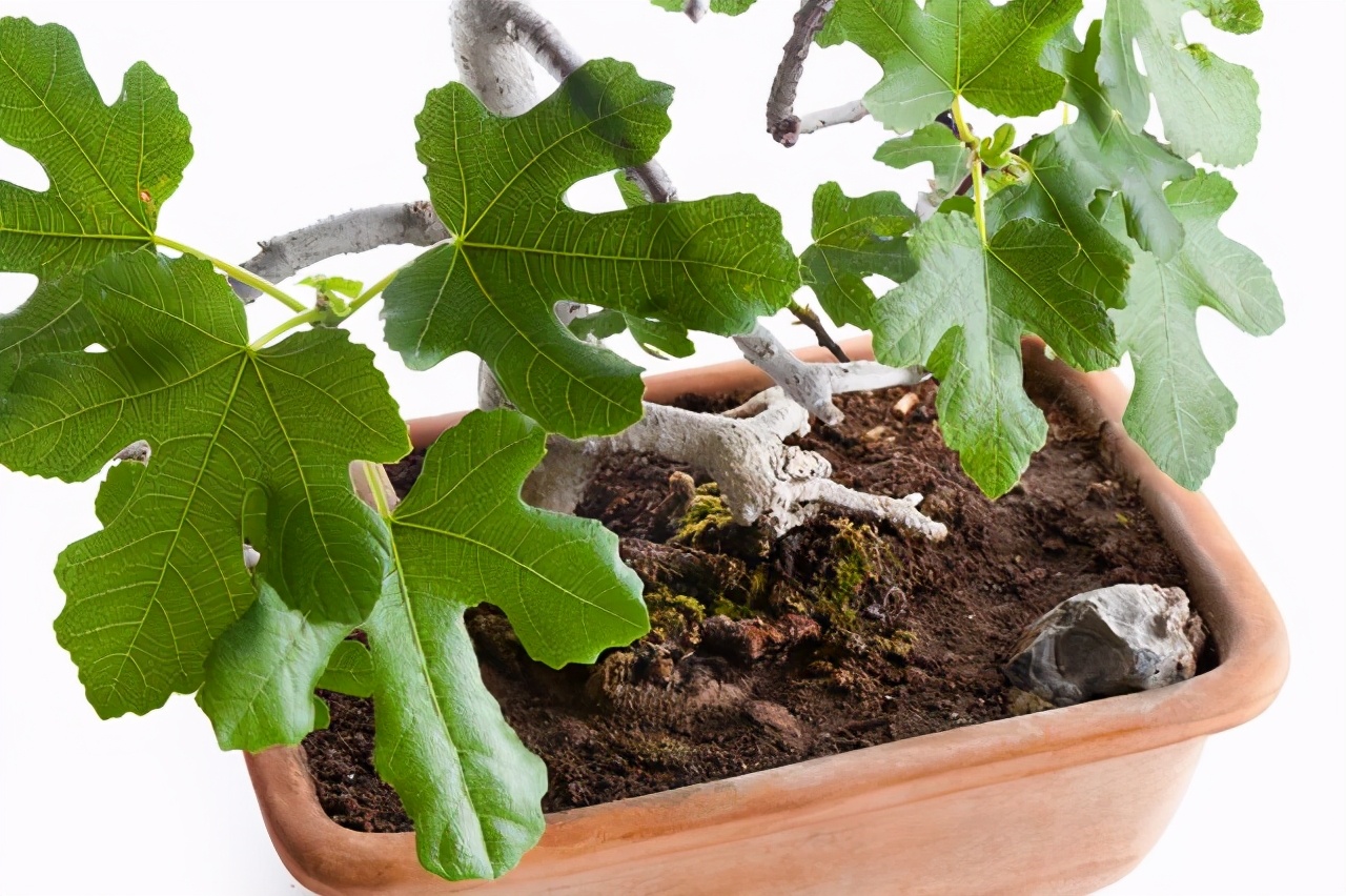 想吃水果不用买，栽一棵“小果树”，几个月就结果，南北方都可养