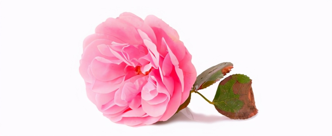 大马士革玫瑰纯露10大优点及理由,大马士革玫瑰纯露跟白玫瑰纯露