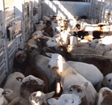 靠谱的素材收集工具,大神们都在用什么软件找素材