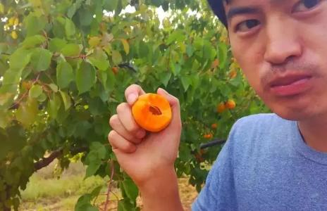 6月有钱没钱,这5颗水果都要买,饭前或饭后吃点,清爽美味营养多