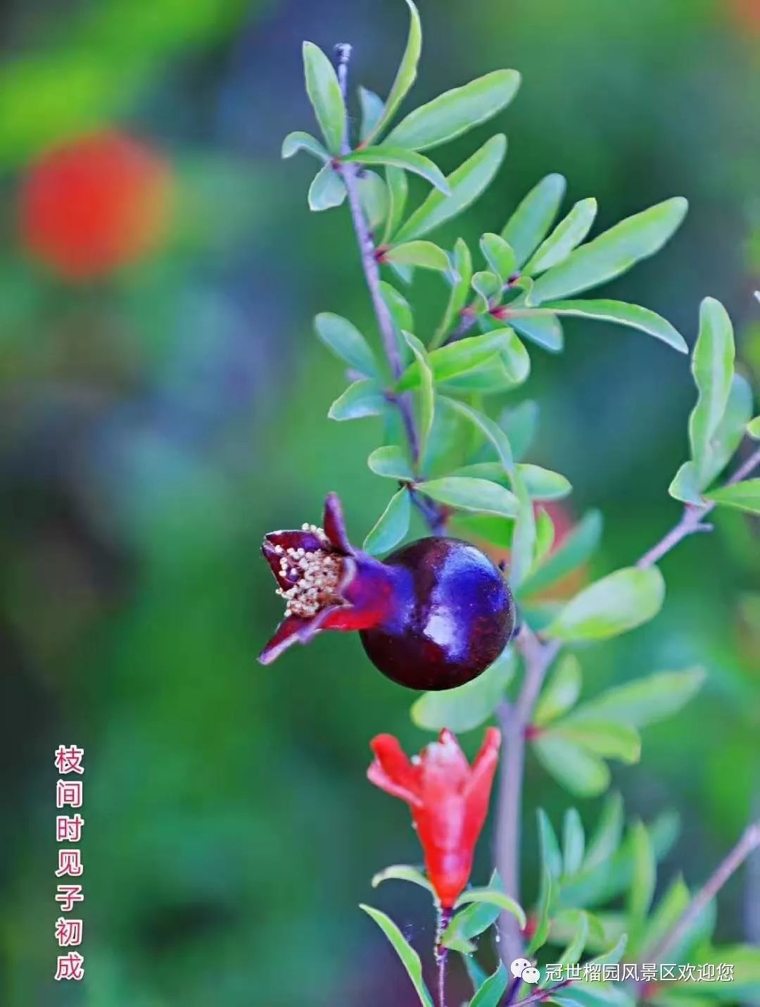 世界旅游日5月19日优惠,冠世榴园免费景点