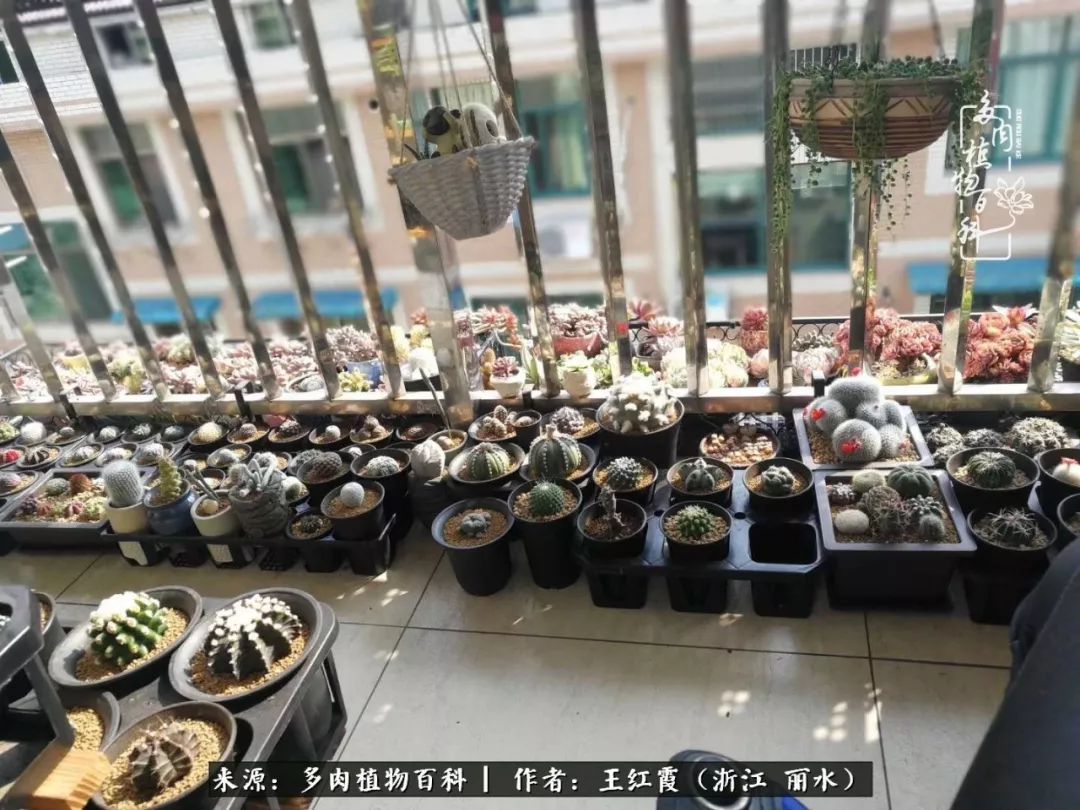 仙人球露养条件,仙人球的露养方法