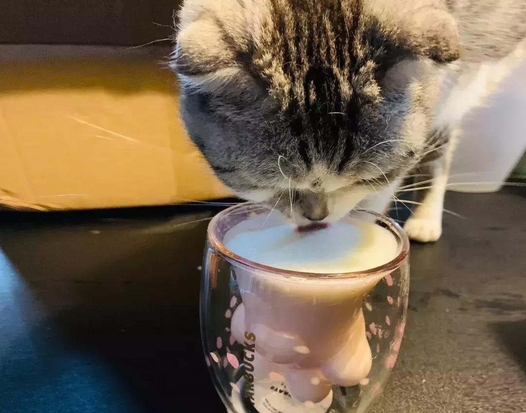 一只猫爪杯，让平静的江湖又掀起了一阵腥风血雨